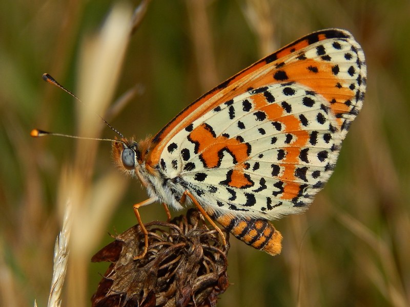 Melitae didyma